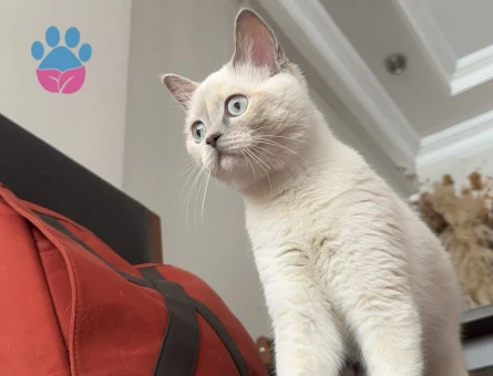 Scottish Straight Dişi Kedime Eş Arıyoruz