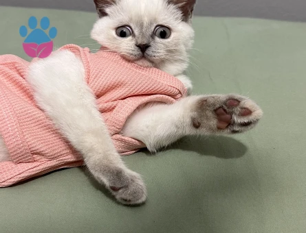 Scottish Straight Dişi Kedime Eş Arıyoruz