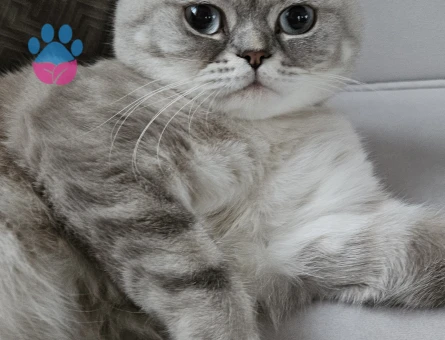 British Shorthair Oğlumuza Kız Arıyoruz
