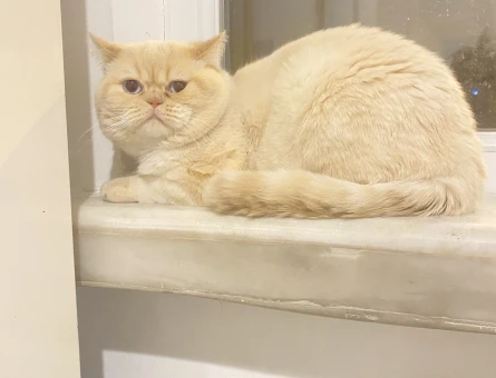Exotic Shorthair Oğlumuza dişi arıyoruz - 118974634