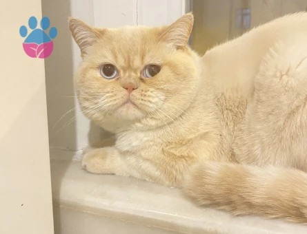 Exotic Shorthair Oğlumuza dişi arıyoruz