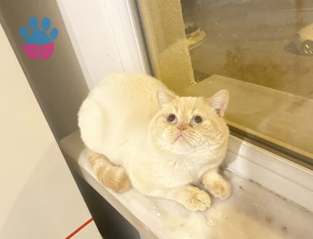Exotic Shorthair Oğlumuza dişi arıyoruz