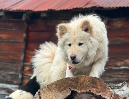 Samoyed Dişi Köpeğime Eş Arıyorum - 118974635