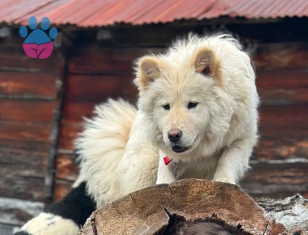 Samoyed Dişi Köpeğime Eş Arıyorum