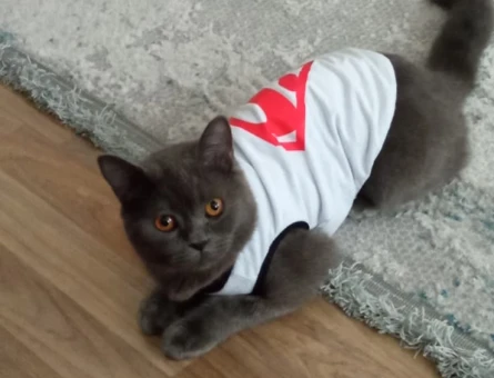 British Shorthair 1 Yaşında Eş Arıyorum - 118974636