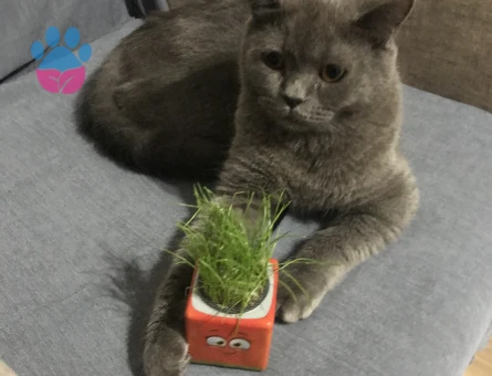 British Shorthair 1 Yaşında Eş Arıyorum