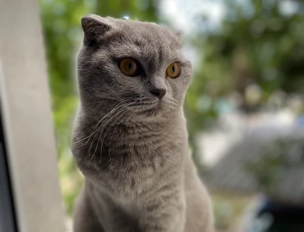 Scottish Fold Kızıma eş arıyorum - 118974637