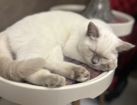 British Shorthair 1 Yaşında Dişi Kızgınlıkta - 118974639