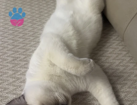 British Shorthair 1 Yaşında Dişi Kızgınlıkta