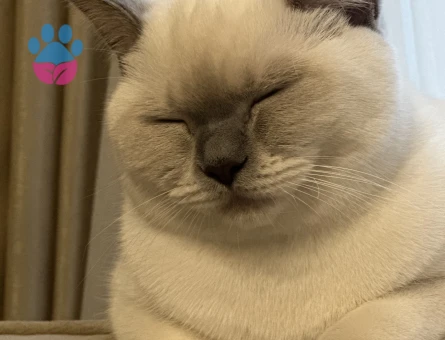 British Shorthair 1 Yaşında Dişi Kızgınlıkta