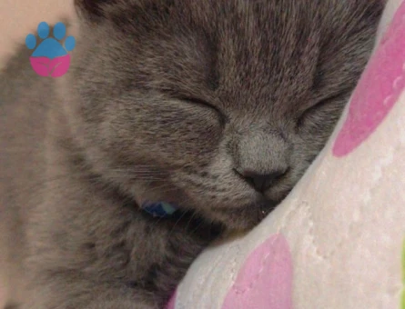 British Shorthair Oğluşuma eş arıyorum