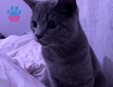 British Shorthair Oğluşuma eş arıyorum