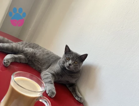 British Shorthair Oğluşuma eş arıyorum