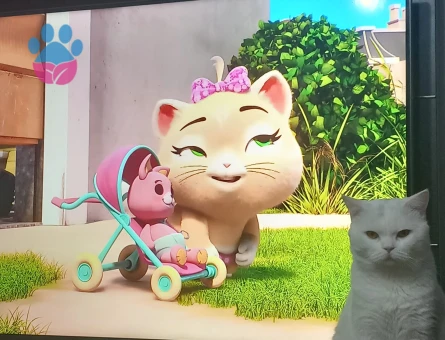 British Shorthair Oğluma Eş Arıyorum