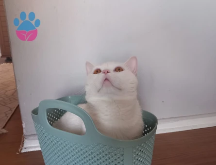 British Shorthair Oğluma Eş Arıyorum