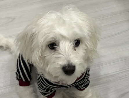 Maltese Terrier Asil Kedime Eş Arıyorum - 118974645