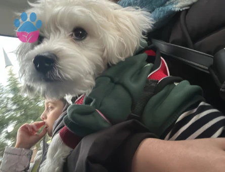 Maltese Terrier Asil Kedime Eş Arıyorum