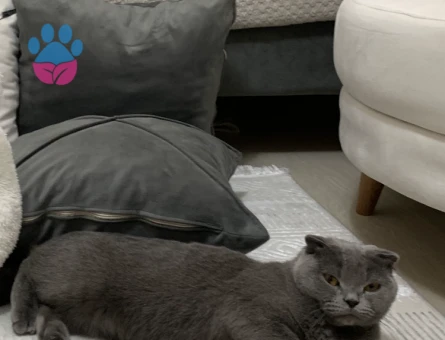 Nesrin kızımıza damat arıyoruz