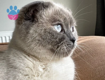 Scottish Fold 1 Yaşında Eş Arıyor
