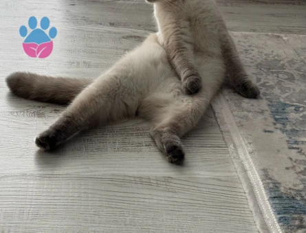 Scottish Fold 1 Yaşında Eş Arıyor