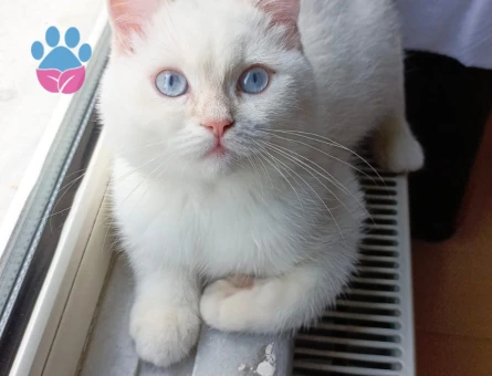 British Shorthair Kedime Dİşi Arıyorum