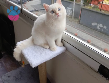 British Shorthair Kedime Dİşi Arıyorum