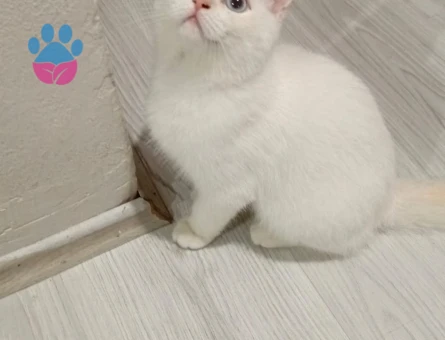 British Shorthair Kedime Dİşi Arıyorum