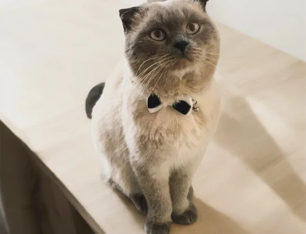 Scottish Fold 3 Yaşında Eş Arıyor - 118974652