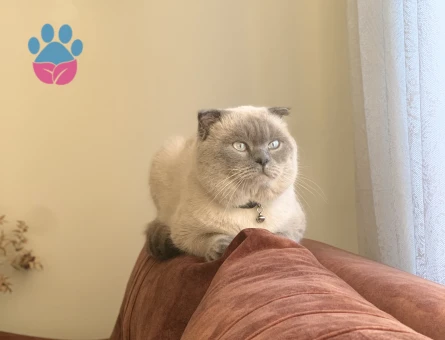 Scottish Fold 3 Yaşında Eş Arıyor