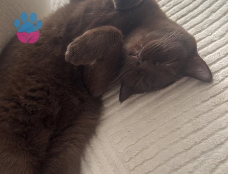 British Shorthair 16 Aylık Kedim Eş Arıyor