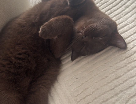 British Shorthair 16 Aylık Kedim Eş Arıyor - 118982287