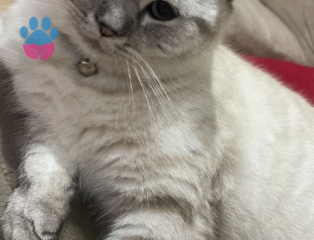 1 yaşında hazır erkek brittish mavi gözlü