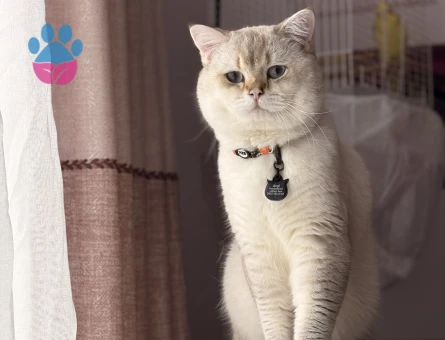 British shorthair erkek kedime eş arıyorum