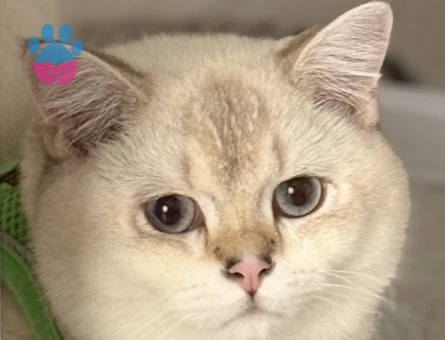 British shorthair erkek kedime eş arıyorum