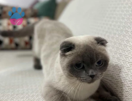 Scottish Fold Kızımız mayaya eş arıyoruz