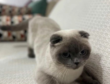 Scottish Fold Kızımız mayaya eş arıyoruz - 118982294