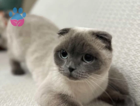 Scottish Fold Kızımız mayaya eş arıyoruz