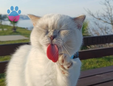 Scottish Fold Kedim Eş Arıyor