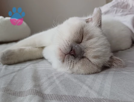 Scottish Fold Kedim Eş Arıyor