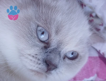 Scottish Fold Kedim Eş Arıyor