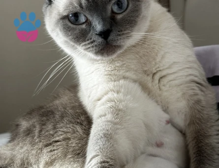 Scottish fold 4 Yaşında Kedim Eş Arıyor