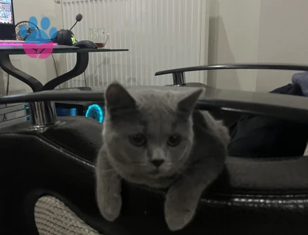 1 Yaşında British Shorthair Erkek İsmi Oğluş