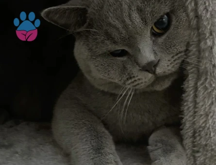British Shorthair Kızgınlıkta Eş Arıyoruz
