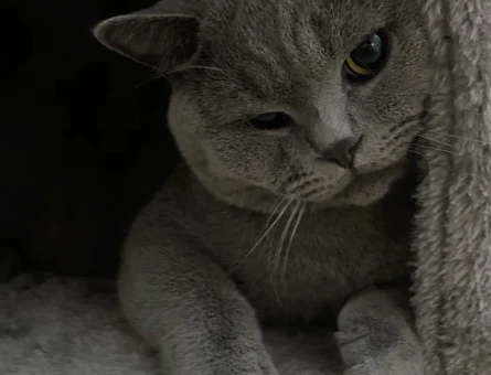 British Shorthair Kızgınlıkta Eş Arıyoruz - 118982300