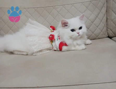 British Longhair Sütlaç Eş Arıyor