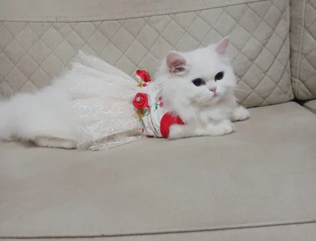 British Longhair Sütlaç Eş Arıyor - 118982301