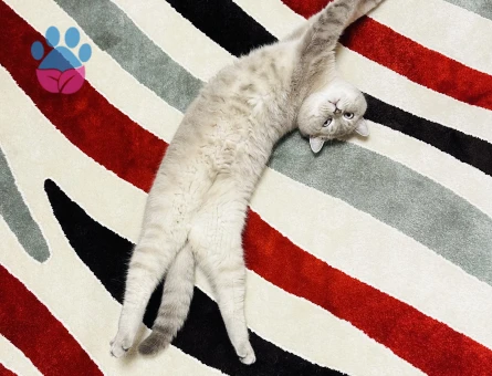 Kedime uygun bir eş arıyorum