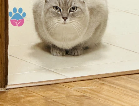 Kedime uygun bir eş arıyorum