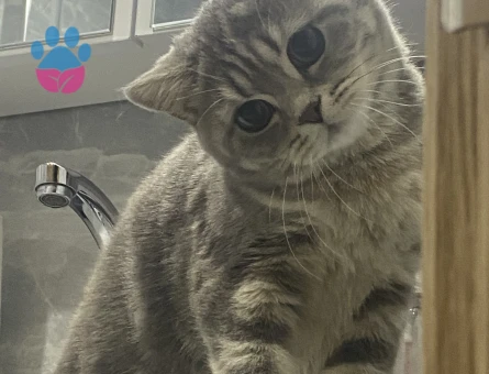 British Shorthair 1 Yaşında Eş Arıyor