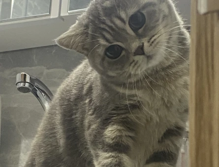 British Shorthair 1 Yaşında Eş Arıyor - 118982303